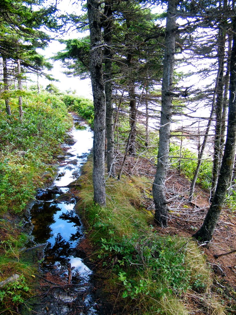 CANSEE/SCANÉÉ 2026